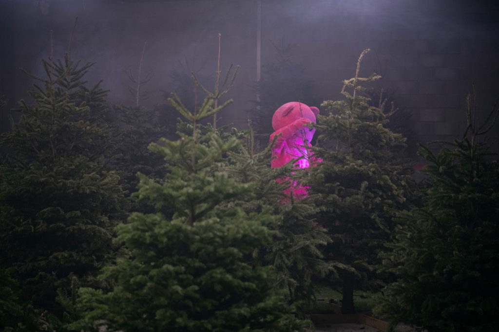 Trees Are For Life, Not Just For Christmas