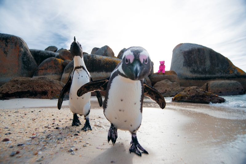 P-P-P-Penguins, Photography, 2017, from the I Used To Be A Polar Bear series