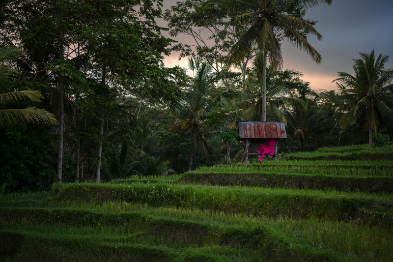 Paddy Field, Photography, 2019, from the I Used To Be A Polar Bear series