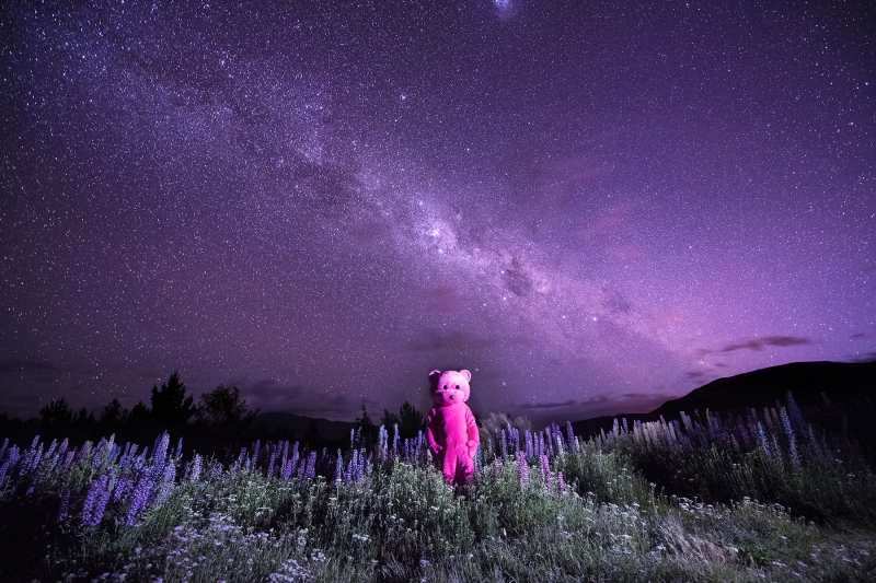 Purple Star Light, Photography, 2018, from the I Used To Be A Polar Bear series