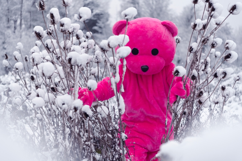 Between The Frozen Thistles, Photography, 2022, from the I Used To Be A Polar Bear series