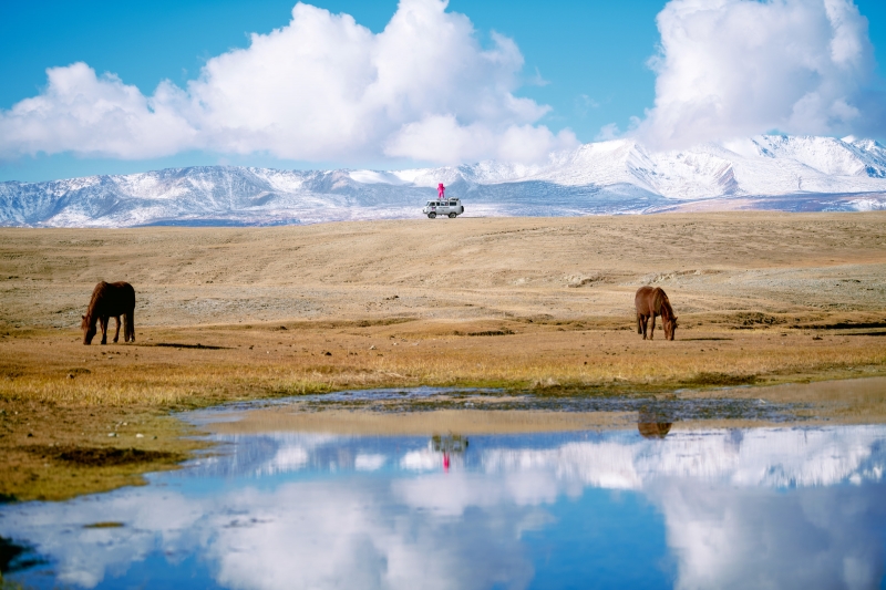 Herd, Photography, 2022, from the My Little Pony series