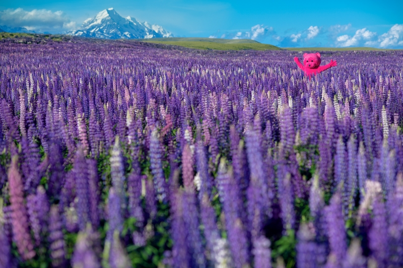 Purple Lupins, Photography, 2018, from the I Used To Be A Polar Bear series