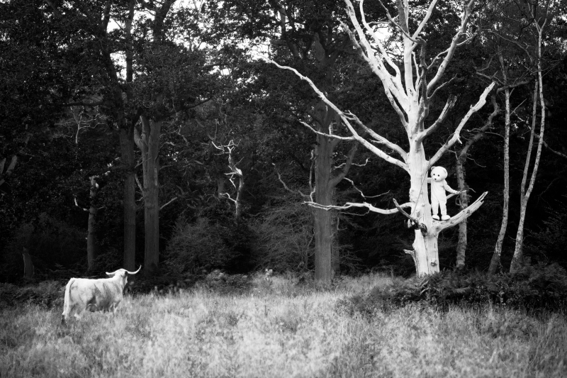 The Bull & The Bear, Photography, 2023, from the I Used To Be A Polar Bear series